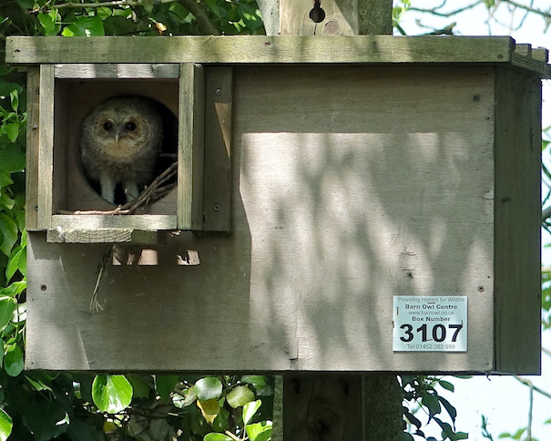 tawny owl family